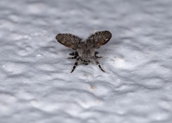 O jeito mais eficaz de eliminar mosquitinhos de banheiro de uma vez por todas