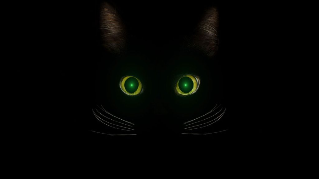 Miado noturno em gatos tem solução simples e eficaz