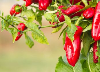 A planta mais fácil de cultivar em casa com sabor e saúde garantidos
