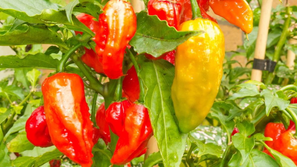 Pimenta