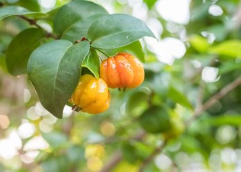 A fruta essencial para plantar em casa que dá frutos o ano todo