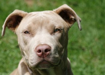 Nova lei proíbe criação e circulação de pitbulls