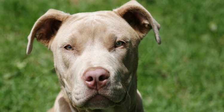 Nova lei proíbe criação e circulação de pitbulls