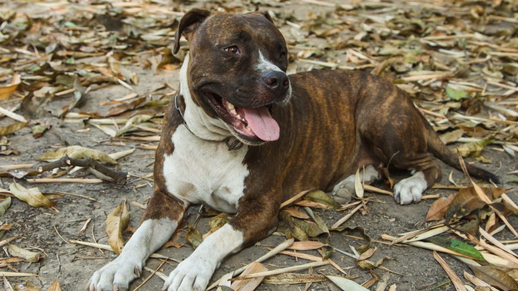 Nova lei proíbe criação e circulação de pitbulls
