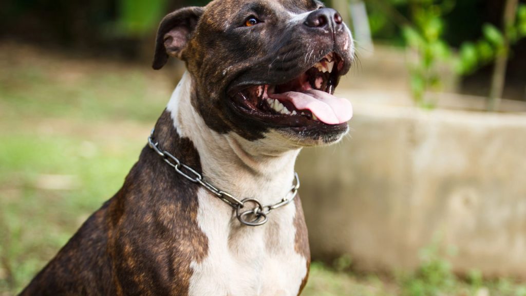 Nova lei proíbe criação e circulação de pitbulls