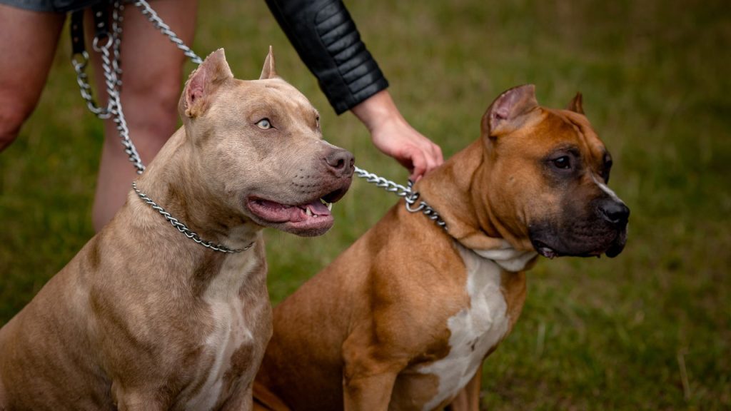 Nova lei proíbe criação e circulação de pitbulls