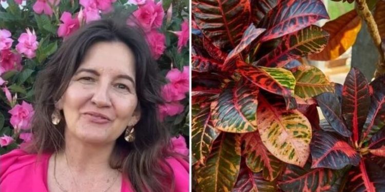 Essas 5 plantas são ideais para embelezar cada cômodo da sua casa / Foto: (Fonte/Instagram @flordecamomyla / Créditos: depositphotos.com / Iryna_L)