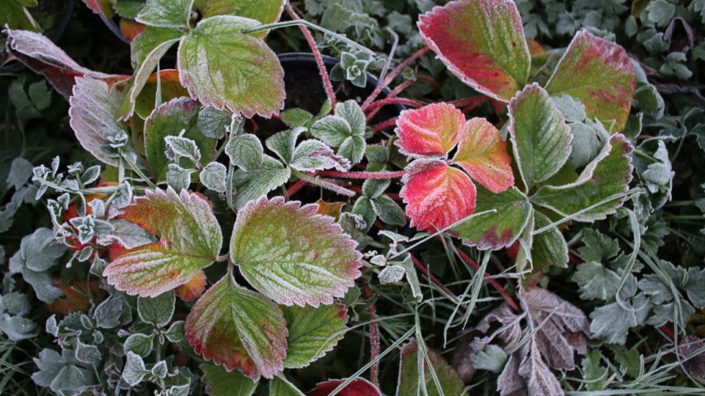 Plantas no frio