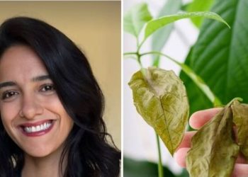 Letícia Bueno, jardineira "3 sinais que sua planta precisa de mais luz"