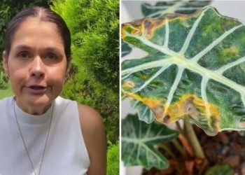 Ana Paula Lino, jardineira "Sabia que o calor pode matar suas plantas?"