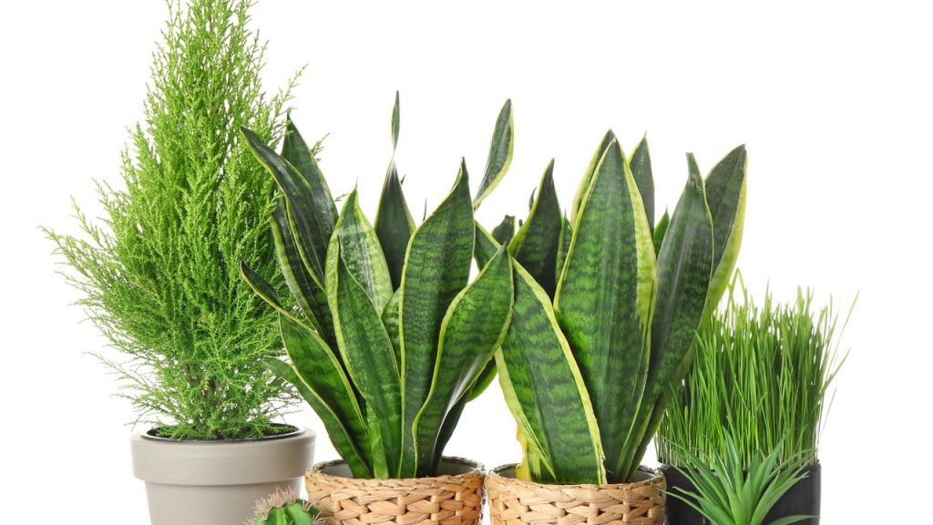 Seu jardim pode estar precisando de algo que já tem em casa