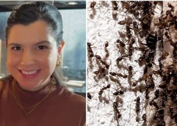 Mayara Gomes, "Misturinha contra formigas, traças e baratas"