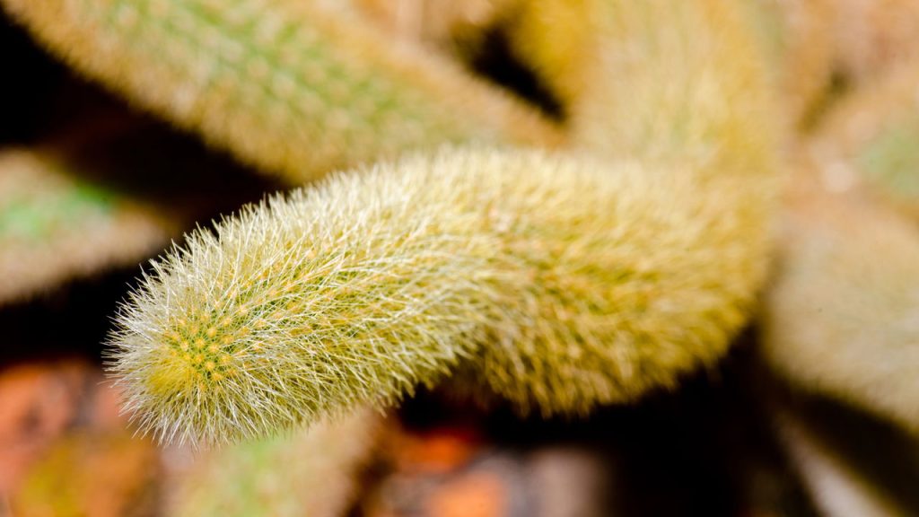 Cactos