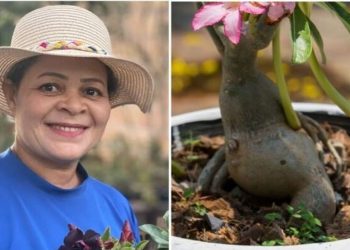Anita de Jesus, jardineira “Folhas amarelas após o replante, o que fazer?”