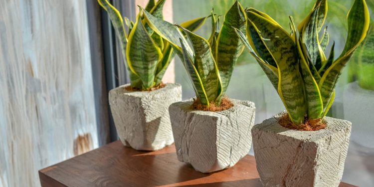 As plantas mais perigosas para crianças que muita gente tem em casa