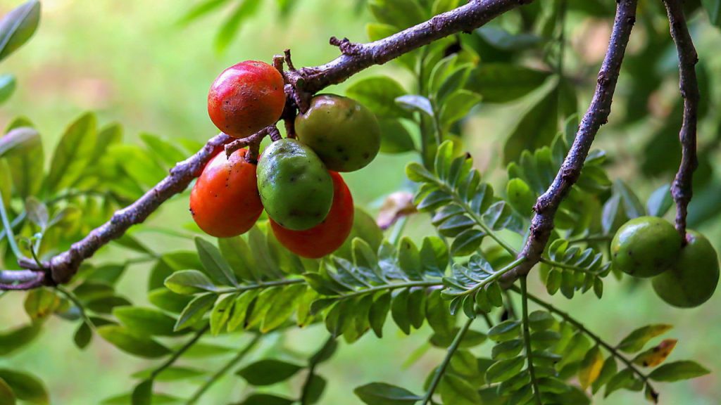 Você não imagina quanta fruta dá para colher num quintal pequeno