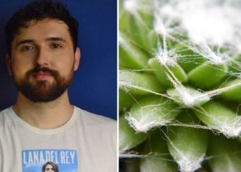 Thaccyo, jardineiro "Conheça a suculenta teia de aranha"