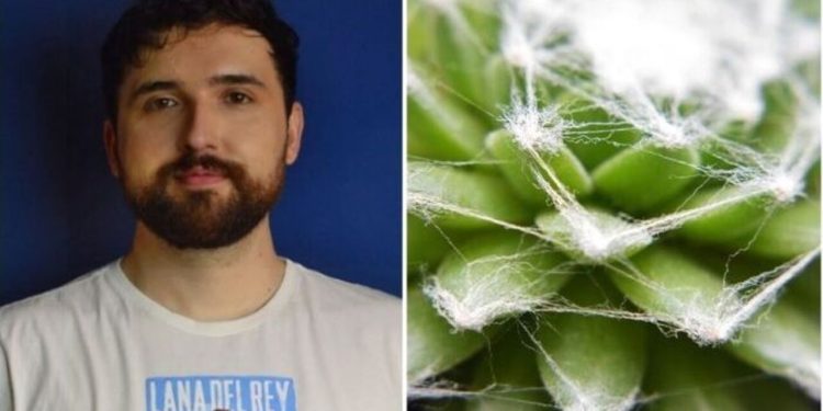 Thaccyo, jardineiro "Conheça a suculenta teia de aranha"