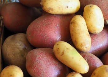 Batata-doce ou inglesa? Saiba qual turbina melhor o seu treino e massa muscular