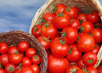 O jeito mais seguro de conservar tomate