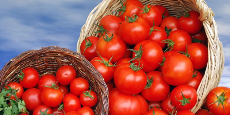 Como evitar mofo nos tomates - Créditos: depositphotos.com / goceristeski