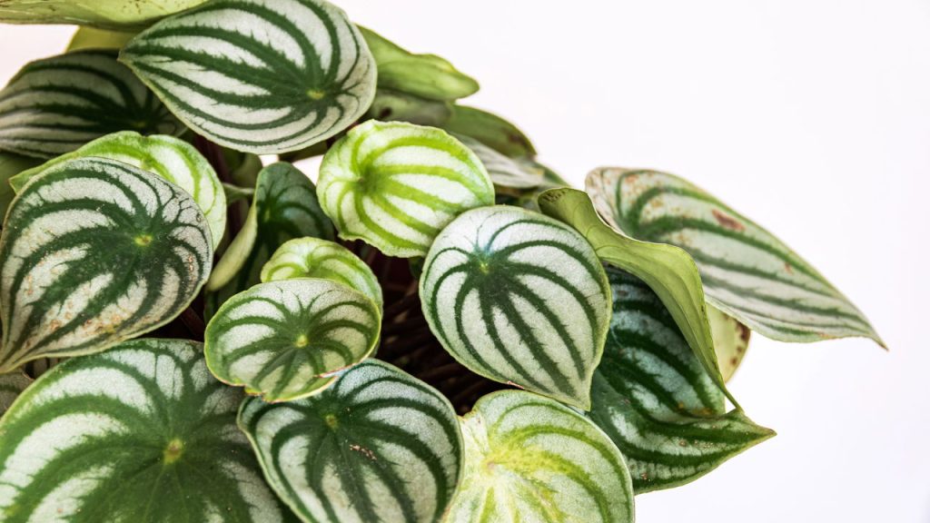 Peperômia Melancia