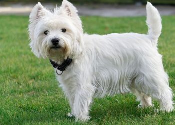 Westie é o melhor cão para famílias com crianças pequenas