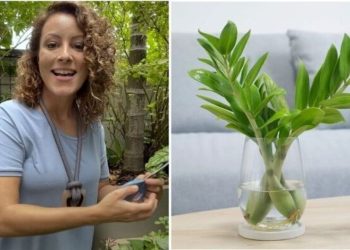 Carol Costa, jardineira "Essa planta é bonita, resistente e pouco exigente"