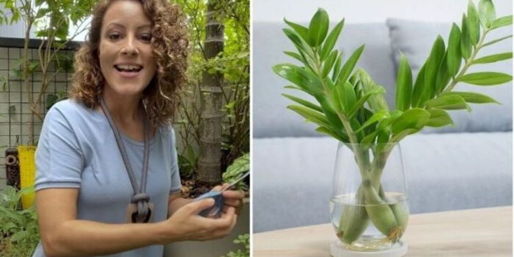 Carol Costa, jardineira "Essa planta é bonita, resistente e pouco exigente"