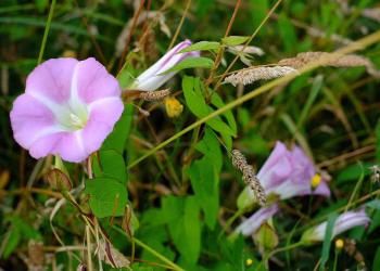Essa planta de flores bonitas está na lista de invasoras e exige controle urgente no jardim
