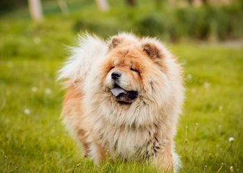 O mistério por trás da língua azul do Chow Chow encanta tutores