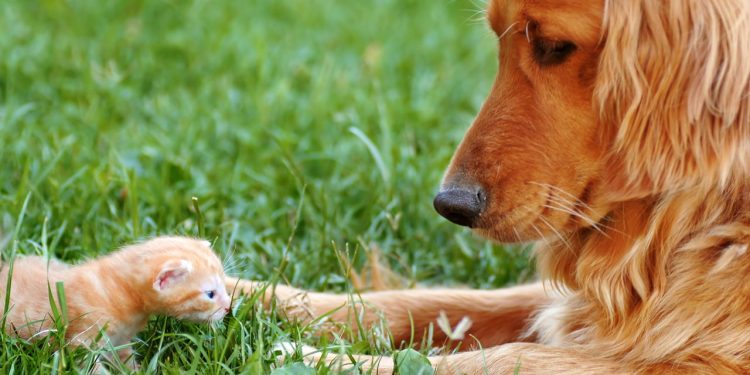 Seis raças de cães que convivem bem com gatos em casa