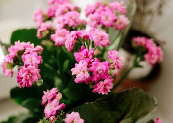 Sua flor-da-fortuna pode durar mais se você seguir esses passos