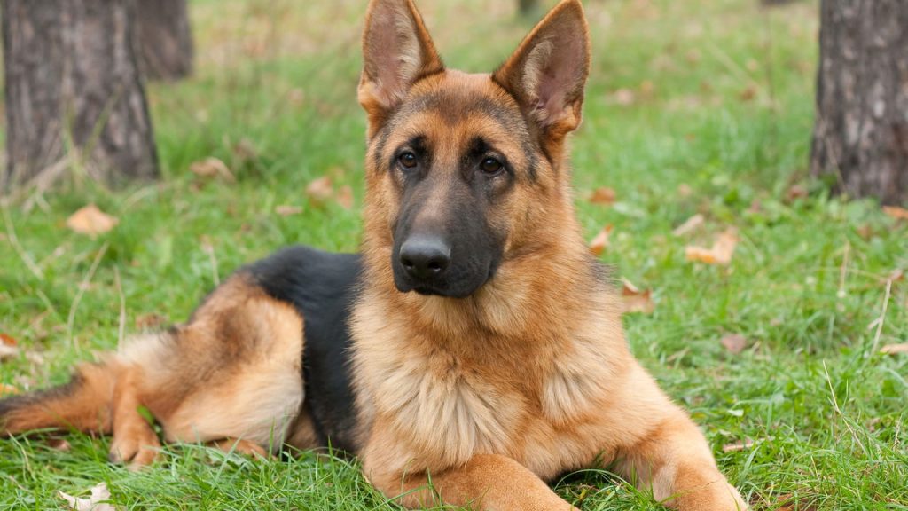Quais são as raças de cachorros mais fiéis do mundo?