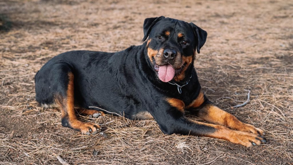 Cinco raças de cães que podem não ser a melhor escolha para seu lar
