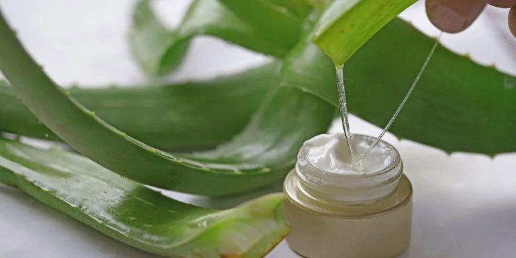 Aloe vera: como usar para hidratar, reduzir a inflamação e rejuvenescer a pele