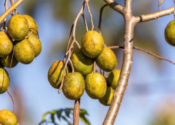 Cajá-manga é a fruta tropical mais fácil de plantar em casa