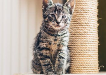 Arranhadores modernos protegem sua casa e mantêm gatos ativos felizes com estímulos certos em 2025
