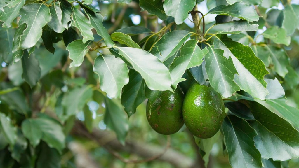 O segredo para ter um abacateiro bonito e produtivo