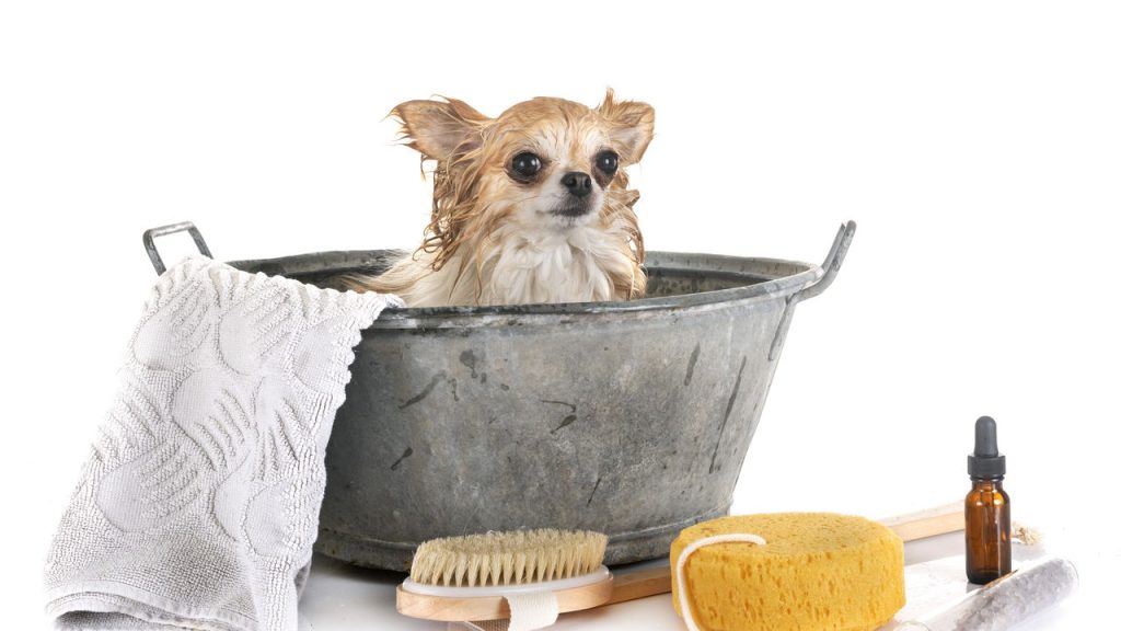 Com que frequência dar banho e tosar seu pet segundo veterinários