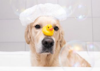Com que frequência dar banho e tosar seu pet segundo veterinários