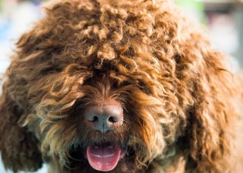 O cão que quase desapareceu e hoje é o queridinho das famílias