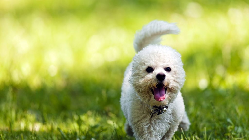 Melhores raças de cachorro para idosos com rotina tranquila