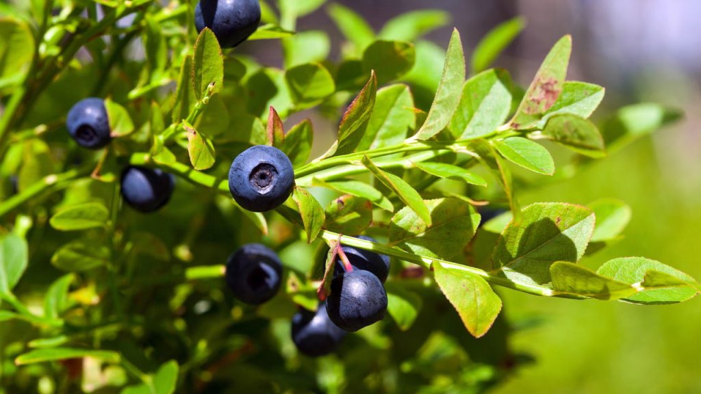 A pequena fruta poderosa que combina sabor e benefícios surpreendentes