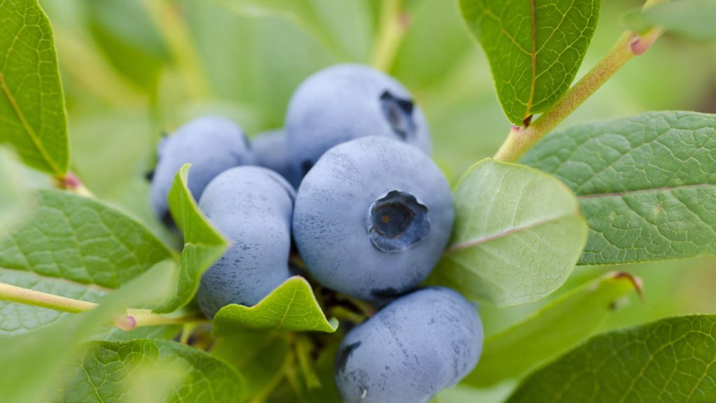 A pequena fruta poderosa que combina sabor e benefícios surpreendentes