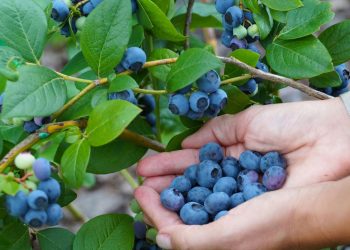 A pequena fruta poderosa que combina sabor e benefícios surpreendentes