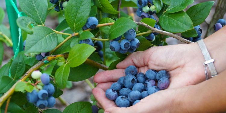 A pequena fruta poderosa que combina sabor e benefícios surpreendentes // Créditos: depositphotos.com / Vladdon
