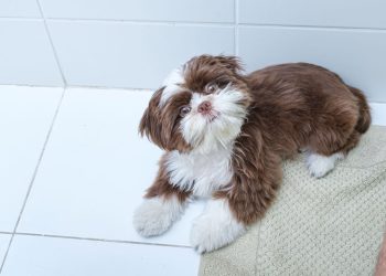 O que seu cachorro quer dizer ao te seguir até o banheiro?