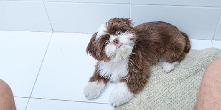 Quem convive com um cachorro conhece bem a cena de levantar da cadeira e, em instantes, ter o pet caminhando atrás, atento e curioso - Créditos: depositphotos.com / luisricardofotografo