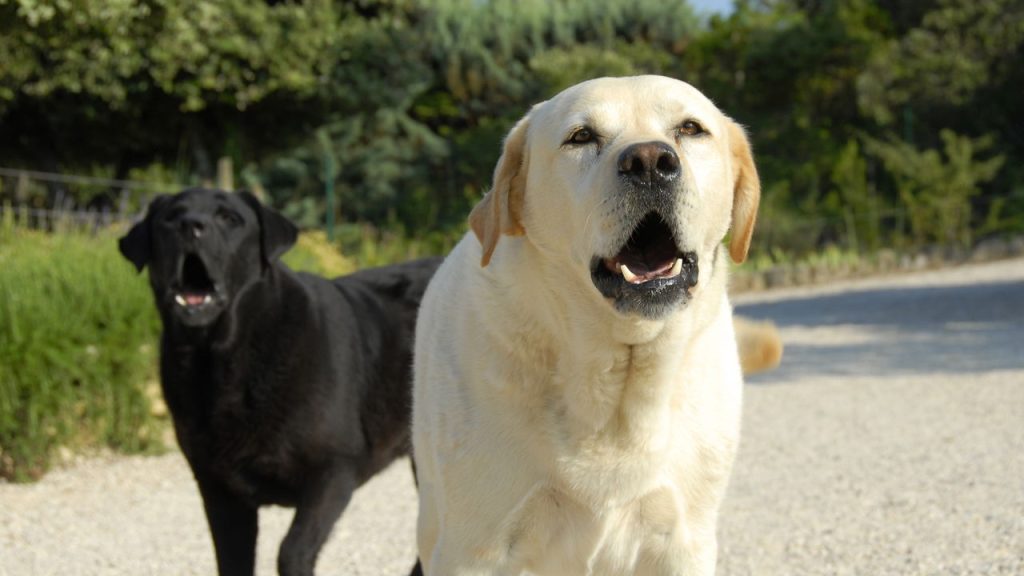 O que significa quando seu cachorro late apenas para algumas pessoas